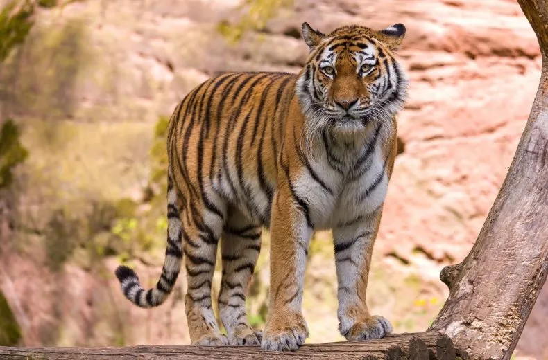 tigre